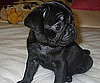 Pet Pic of the Day: Nikos Is Mighty Fine