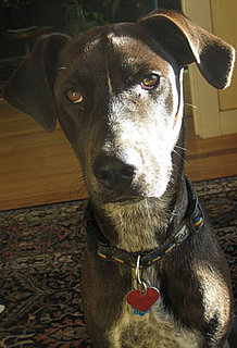 Do Tell: Guess Haiko's Breed Mix Before DNA Results Come Back