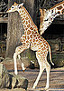 Sara the Giraffe