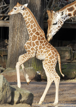 Sara the Giraffe Sara the Giraffe