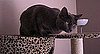 Is a DIY Tape Measure Cat Toy Brilliant or Baffling?