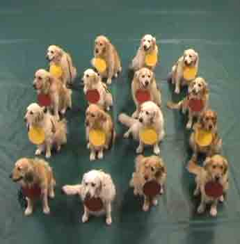 Can You Understand Atoms as Taught by 16 Golden Retrievers?