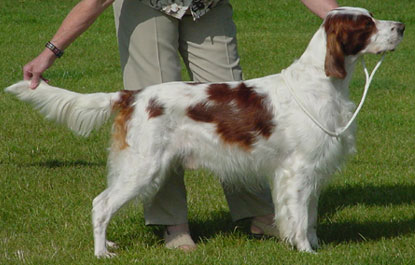 Meet the Breed: Irish Red and White Setter Meet the Breed: Irish Red and White Setter