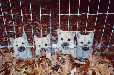 Here's Looking at Us Here's Looking at Us