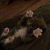 This Kitty Loves to Be Tickled — Just Don't Stop!