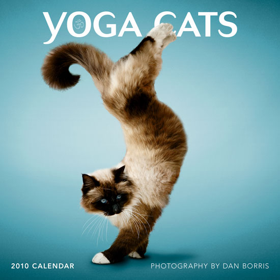 Sneak Peek: Yoga Cats Sneak Peek: Yoga Cats