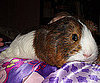 Pet Pic of the Day: Miyo in Wonderland