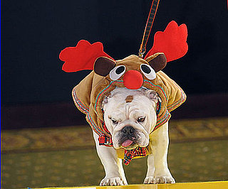 Pups Go All Out for Harrods Pet-a-Porter Fashion Show
