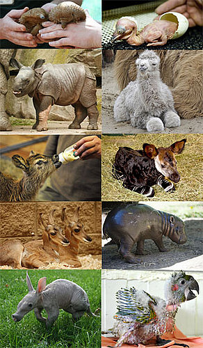 Who's the Oddest-Looking Zoo Baby in 2009?