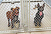 I Need Your Help . . . Multiple Pit Bull Household?