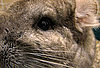 What Do You Know About Chinchillas?