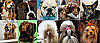 What's the Most Popular Dog Breed For 2009?