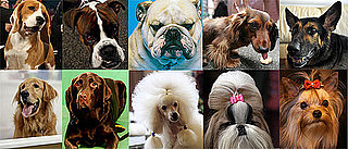 What's the Most Popular Dog Breed For 2009?