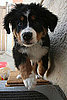 It's Bernese Puppy Party Time: In the LINK of an Eye! 