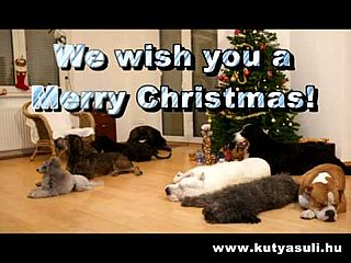 Super Cute Video: Doggies Trim the Tree!