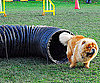 Pet Pic of the Day: Clifford's Great Escape