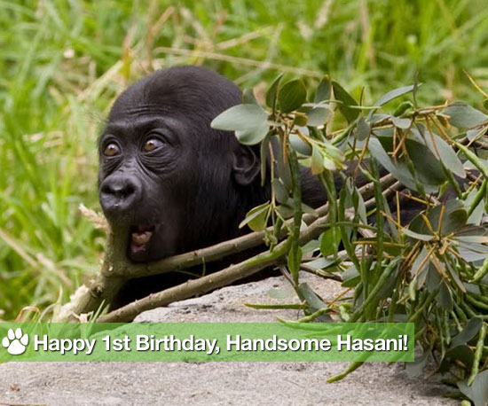 Happy First Birthday, Handsome Hasani! Happy First Birthday, Handsome Hasani!