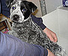 Pet Pic of the Day: No Ring Around the Tub For Ringo