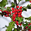 Which Winter Plants Are Toxic to Dogs?