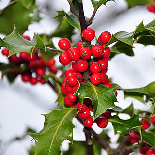Which Winter Plants Are Toxic to Dogs?
