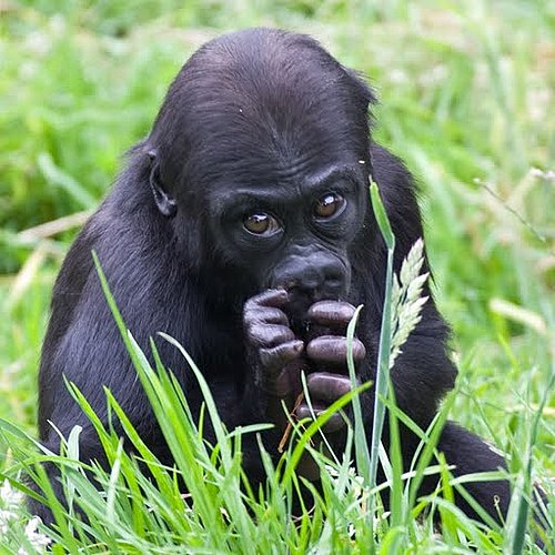 Big Baby? Big Baby?