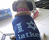Pet Pic of the Day: I Love Latkes