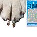 Color Paw Nail Appliques