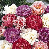 Name that Flower!