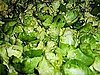 Leaf Us Alone Brussels Sprouts