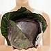 Cabbage