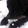 Do Tell: Is Snow a Snack to Your Dogs?