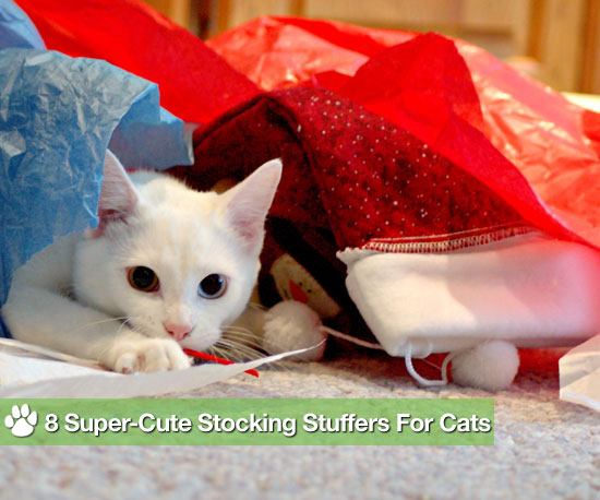 8 Super-Cute Stocking Stuffers For Cats 8 Super-Cute Stocking Stuffers For Cats