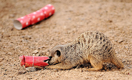 London Zoo Animals Get Early Christmas Presents!