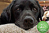The Results Are In: Most Popular Dog Breed