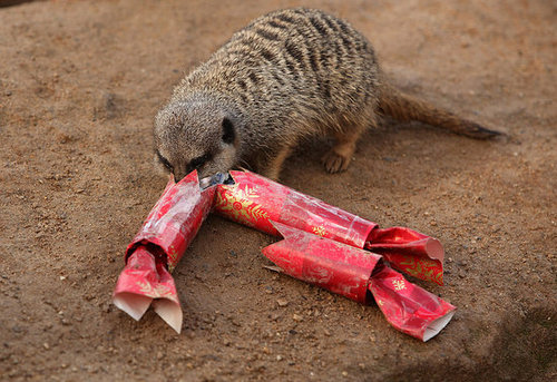 London Zoo Animals Get Early Christmas Presents! London Zoo Animals Get Early Christmas Presents!