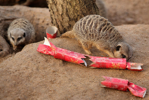London Zoo Animals Get Early Christmas Presents! London Zoo Animals Get Early Christmas Presents!