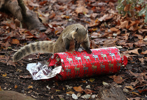 London Zoo Animals Get Early Christmas Presents! London Zoo Animals Get Early Christmas Presents!