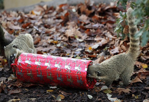 London Zoo Animals Get Early Christmas Presents! London Zoo Animals Get Early Christmas Presents!