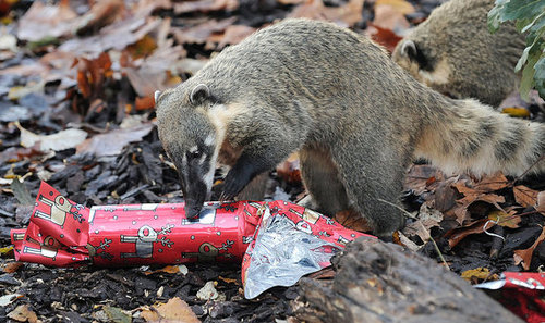 London Zoo Animals Get Early Christmas Presents! London Zoo Animals Get Early Christmas Presents!