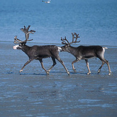 Quiz Yourself on Those Calling Birds and Seasonal Creatures