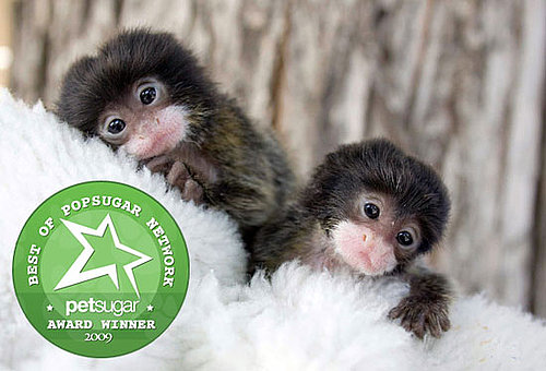 The Results Are In: Cutest Zoo Twosome 
