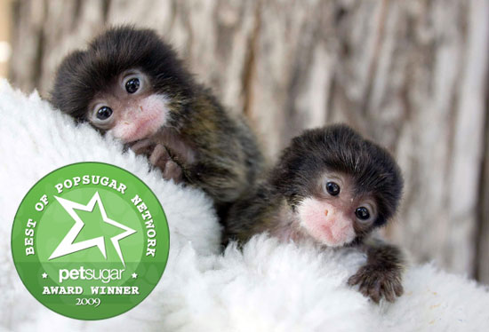 Best of '09: Lara and Lucy, the Cottontop Tamarins Best of '09: Lara and Lucy, the Cottontop Tamarins