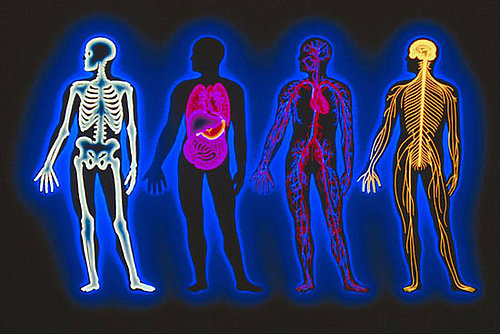 How Well Do You Know Your Anatomy?