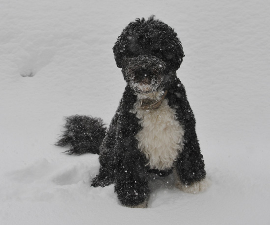 Bo's Holiday Included Snow and Storytime!