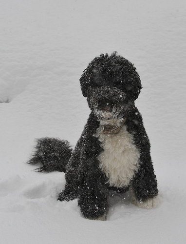 Bo's Holiday Included Snow and Storytime! Bo's Holiday Included Snow and Storytime!