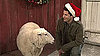 Video of Andy Samberg in "Mark Wahlberg Talks to Christmas Animals" on Saturday Night Live