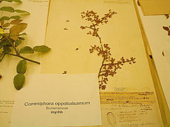 A New Gift of the Magi: Myrrh Fights Cholesterol A New Gift of the Magi: Myrrh Fights Cholesterol