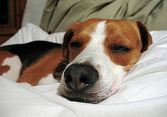 Share Your Animal-Related Resolutions For 2010!