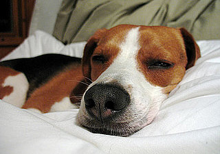 Share Your Animal-Related Resolutions For 2010!
