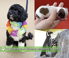 12 Biggest (and Wildest!) Headlines of 2009